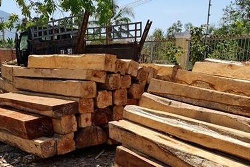 Gần 120 cây gỗ lớn thuộc rừng phòng hộ bị đốn hạ