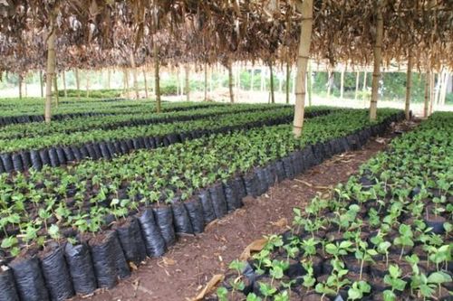 Chỉ sản xuất, kinh doanh các giống cây lâm nghiệp chính đã được công nhận
