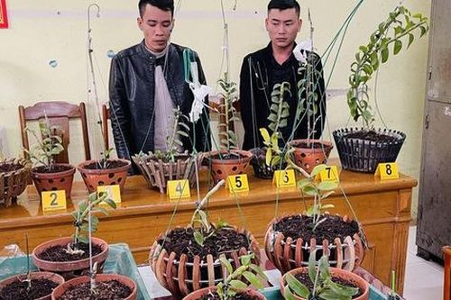 Lên mạng xã hội 'săn' những gia đình trồng lan đột biến tiền tỷ để trộm