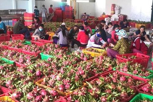 Khó kiểm soát chất lượng nông sản