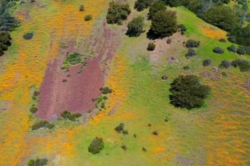 Thung lũng hoa dại nhiều màu sắc ở California