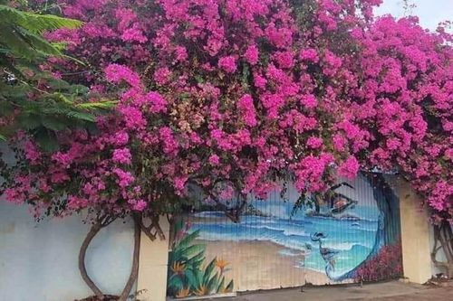 Bắt kẻ cưa trộm gốc hoa giấy cổ thụ ở TP Vũng Tàu