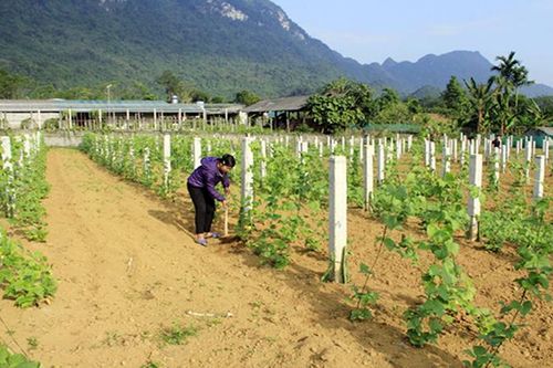 Hà Giang đổi mới mô hình kinh tế vườn