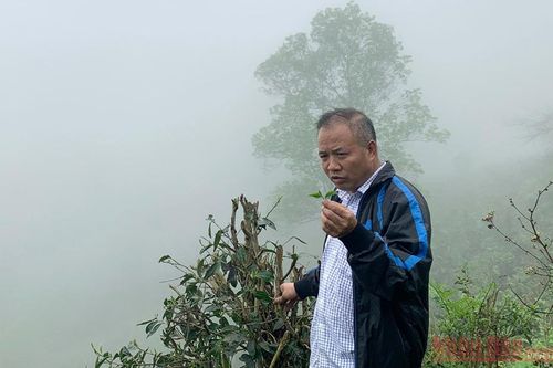 Đặng Ngọc Phố - Người đánh thức những búp chè Shan Tuyết 'ngủ quên'
