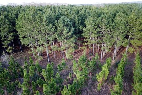 Sau 3 tháng, trồng mới 31.497ha rừng