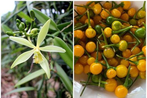 2 loại gia vị đắt bậc nhất TG trồng thành công ở Việt Nam