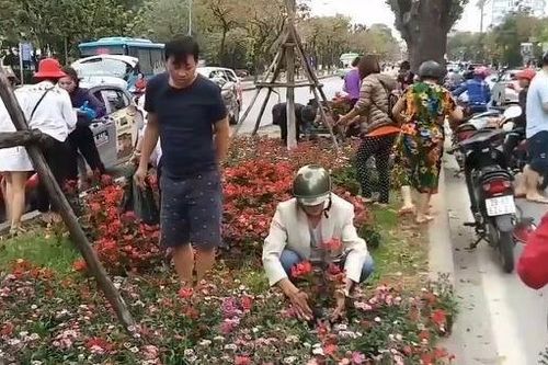 Nạn trộm hoa bùng phát