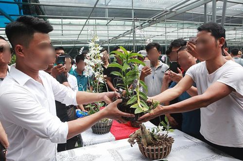 Lan đột biến giá trăm tỷ có sự thao túng tạo giao dịch ảo?