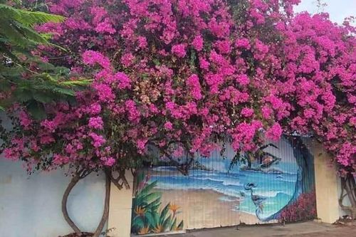 Bắt kẻ cưa trộm gốc hoa giấy cổ thụ ở TP Vũng Tàu