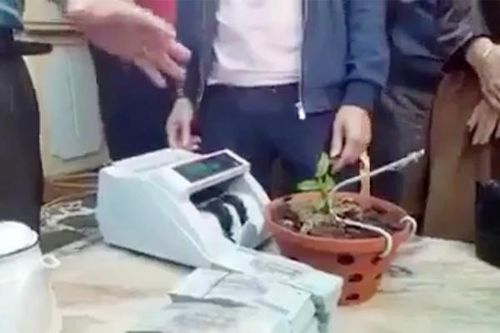 Vụ chuyển nhượng lan hồng bồng lai 7cm giá hơn 1,6 tỷ đồng