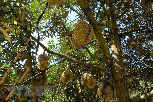 Sầu riêng vụ nghịch có giá cao, nông dân Tiền Giang phấn khởi