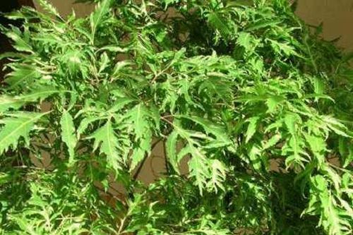 Vì sao đinh lăng được ví như 'nhân sâm của người nghèo'?