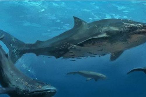 Kích thước thật của cá mập Megalodon