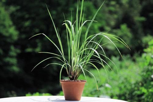 Những loại cây đuổi muỗi hiệu quả, lại cực kỳ an toàn cho bé