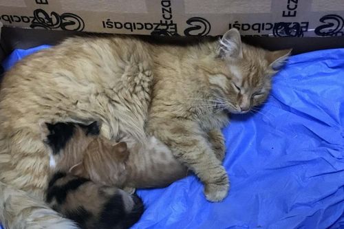 Mèo mẹ tha con ốm yếu đến phòng khám cầu cứu bác sĩ