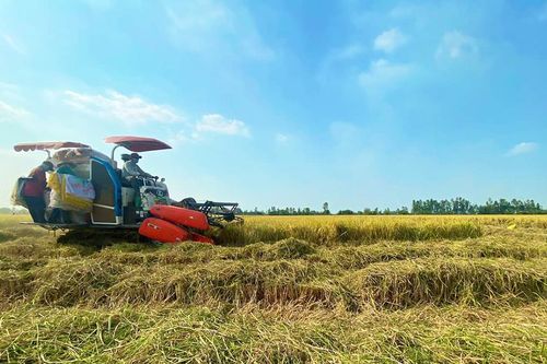 An Giang: 20% diện tích lúa vụ đông xuân được liên kết tiêu thụ