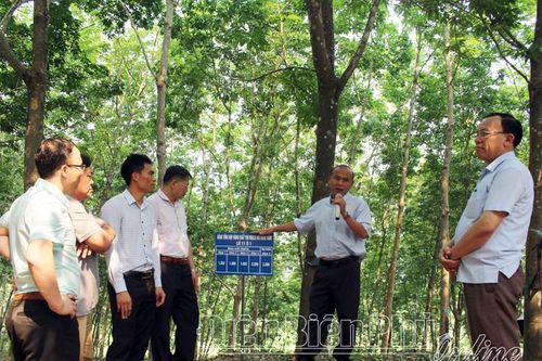 Năng suất cây cao su Điện Biên dẫn đầu khu vực Tây Bắc