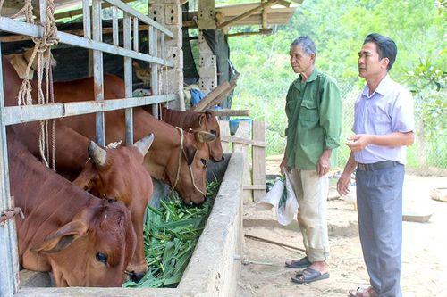 Chú trọng tiêm phòng cho đàn vật nuôi