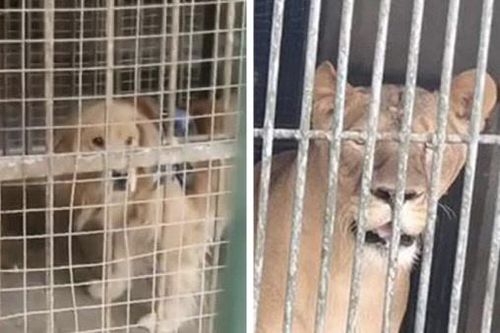 Con 'sư tử lạ' trong sở thú ở Trung Quốc