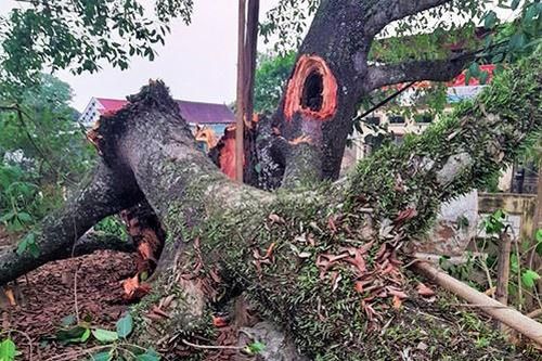 Cây đa cổ thụ gãy nhánh, đè trúng 4 học sinh