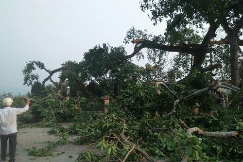 Nghệ An: Cây đổ đè lên 4 học sinh trên đường đi học về