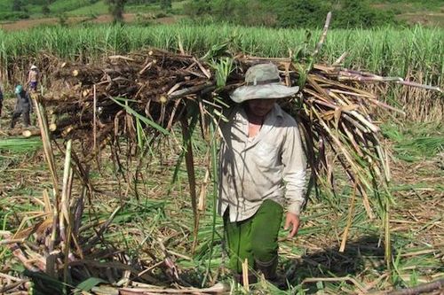 Áp thuế tạm thời đường mía nhập khẩu từ Thái Lan: Ai được lợi?