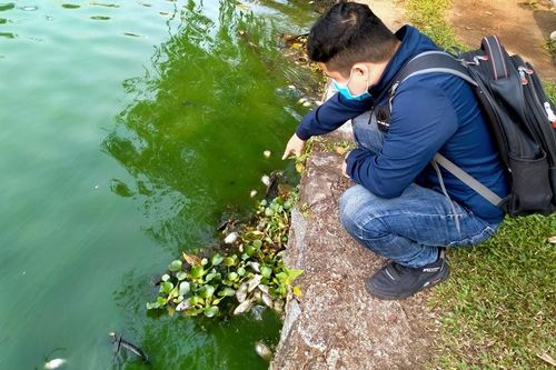 Cá lại chết tại hồ điều tiết Công viên 29-3