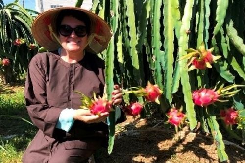 Đến Phan Thiết nhớ ghé tham quan vườn thanh long Phú Mỹ
