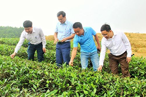 Anh Sơn phát triển mô hình trang trại ứng dụng công nghệ cao