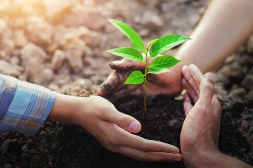 Học viện Phật giáo Việt Nam hưởng ứng sáng kiến trồng 1 tỷ cây xanh