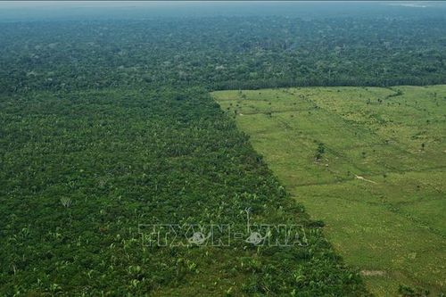 Rừng nguyên sinh bị chặt phá trong năm 2020 tương đương diện tích Hà Lan