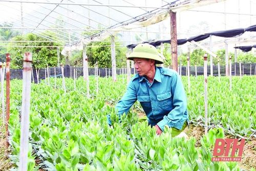Hiệu quả từ mô hình trồng hoa trong nhà lưới