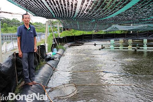Tiếp tục dự án nuôi tôm công nghệ cao