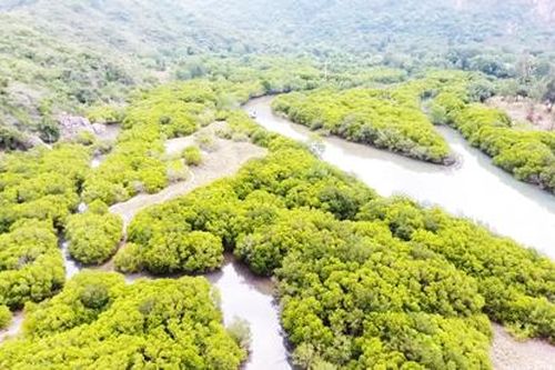 Đề nghị kéo dài thời gian giao khoán bảo vệ rừng Hòn Hèo