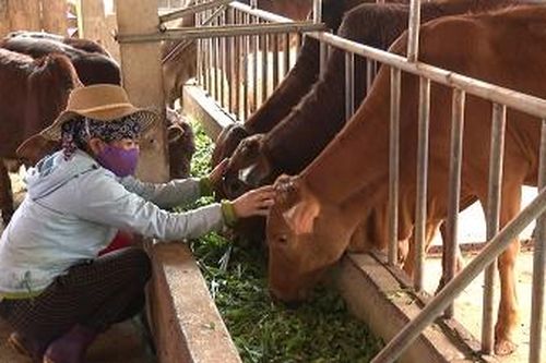Nuôi bò sinh sản thu lãi lớn