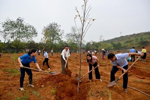 MTTQ và các tổ chức chính trị - xã hội tỉnh phát động chương trình trồng 1 tỷ cây xanh