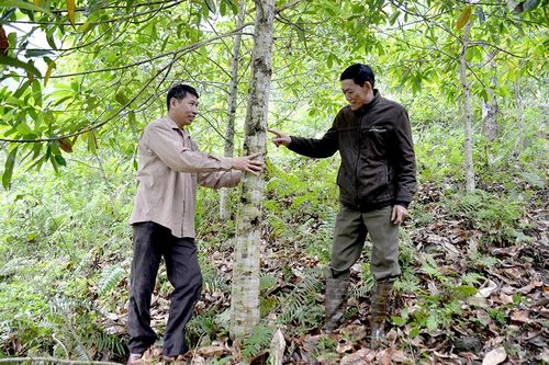 Người đi đầu trồng rừng ở Thượng Giáp