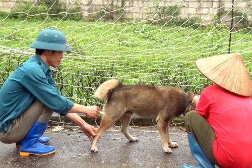 Triển khai tiêm vắc xin phòng bệnh dại trên đàn chó