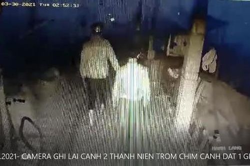 Clip trộm đột nhập nhà dân lấy đi 4 con chim cảnh đắt tiền