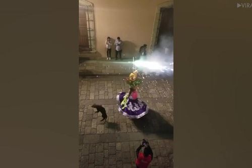 Chú chó 'quẩy' tưng bừng trong buổi lễ