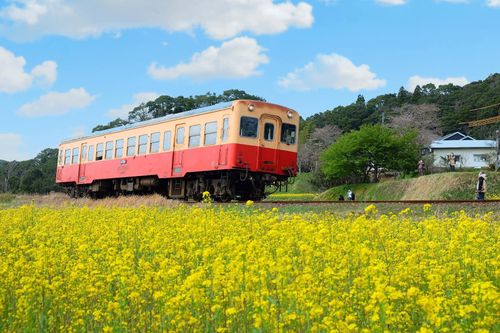 Biển hoa cải vàng rực rỡ ở Nhật Bản