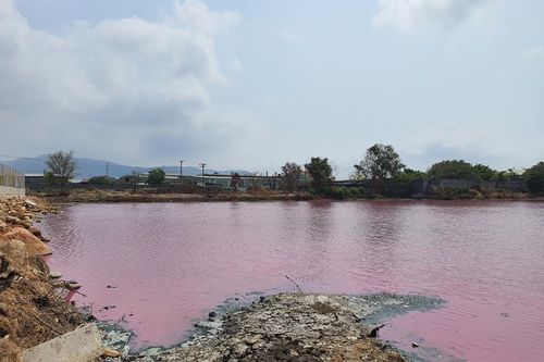 Nước hồ chuyển màu hồng, bốc mùi hôi thối