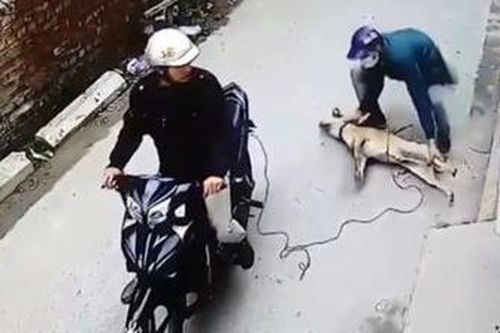 Lần theo 2 tên trộm ở TP.HCM, phát hiện lò mổ chó trái phép