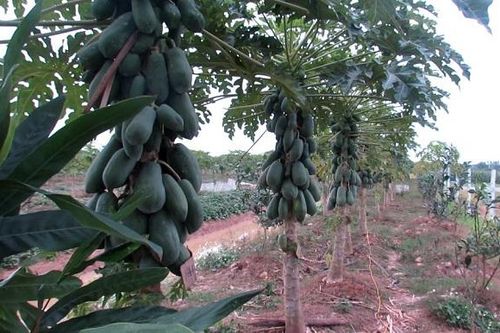 Xã Yên Trung, huyện Thạch Thất: Nhiều hoạt động hỗ trợ hộ nghèo ổn định cuộc sống