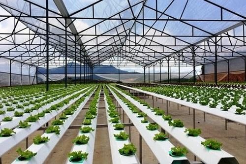 Thành lập Khu lâm nghiệp ứng dụng công nghệ cao vùng Bắc Trung Bộ