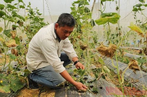 Bất cập Khu nông nghiệp ứng dụng công nghệ cao Đắk Nông