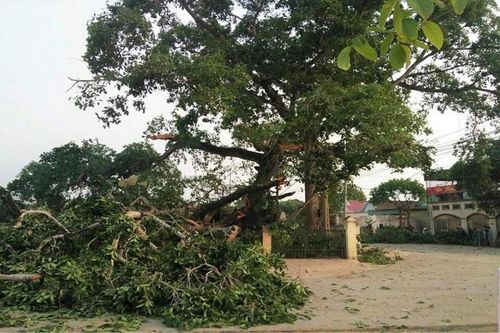 Cành đa gãy làm bốn học sinh ở Nghệ An bị thương