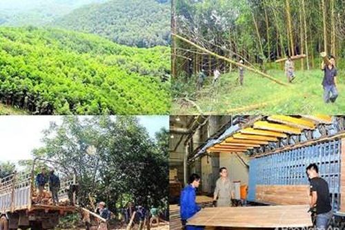 Thành lập Khu lâm nghiệp ứng dụng công nghệ cao vùng Bắc Trung Bộ