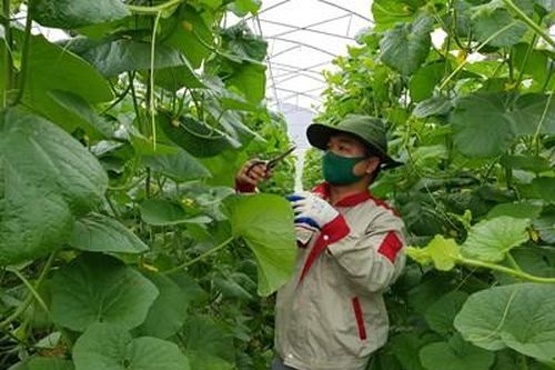 Mô hình khởi nghiệp ở Như Cố