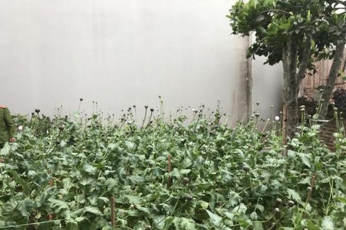 Khởi tố đối tượng mua bán, tàng trữ trái phép chất ma túy